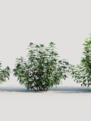 Rhus aromatica a
