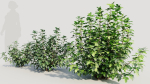 Rhus aromatica a
