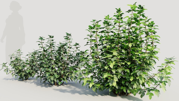 Rhus aromatica a