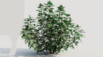Rhus aromatica a