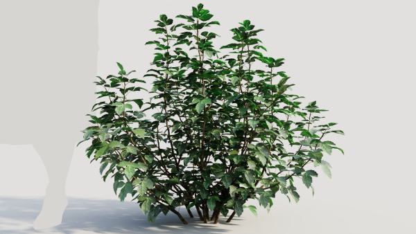 Rhus aromatica a