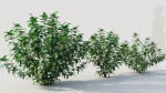Rhus aromatica b