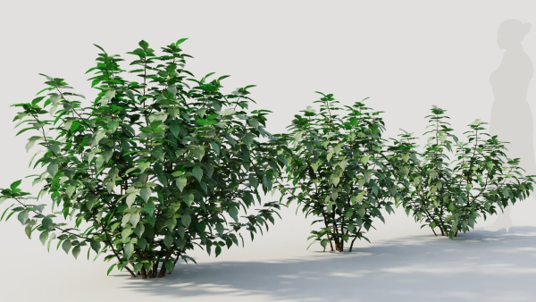 Rhus aromatica b