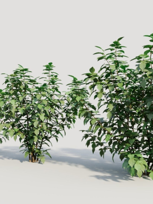 rhus-aromatica-b-3d-model-558aef8f2e