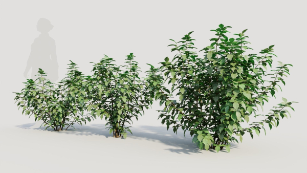 Rhus aromatica b