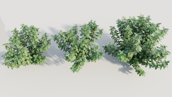 Rhus aromatica b