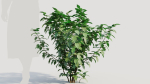 Rhus aromatica b