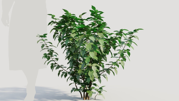 Rhus aromatica b