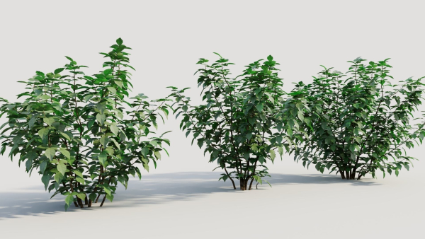 Rhus aromatica b