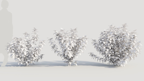 Rhus aromatica b