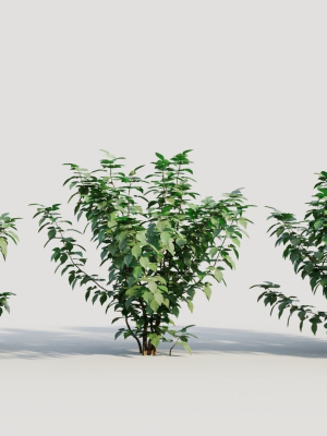 Rhus aromatica b
