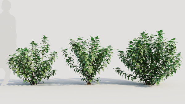 Rhus aromatica b