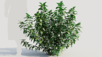 Rhus aromatica b