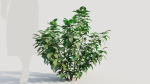 Rhus aromatica b