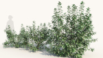 Rhus aromatica c