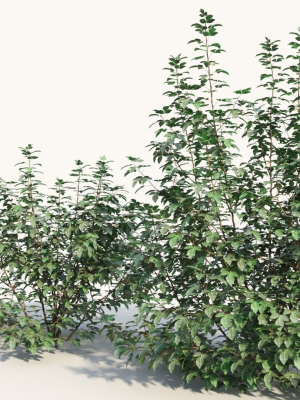 rhus-aromatica-c-3d-model-02f4e8ffd2