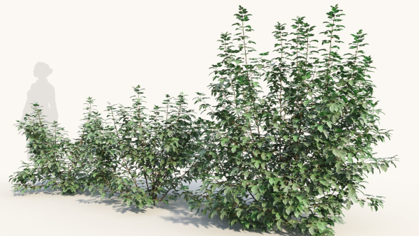 Rhus aromatica c