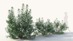 Rhus aromatica c