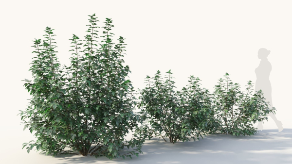 Rhus aromatica c