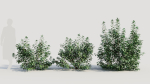 Rhus aromatica c
