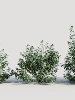 Rhus aromatica c