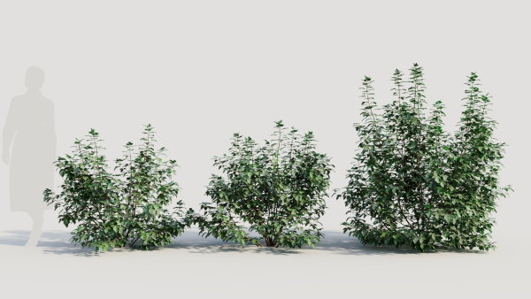 Rhus aromatica c