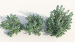 Rhus aromatica c