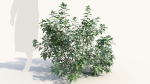 Rhus aromatica c