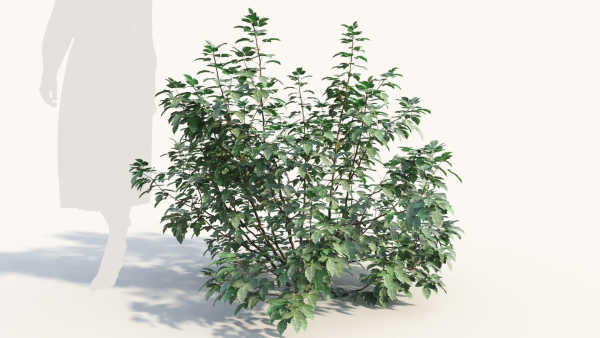 Rhus aromatica c
