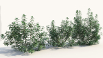 Rhus aromatica c