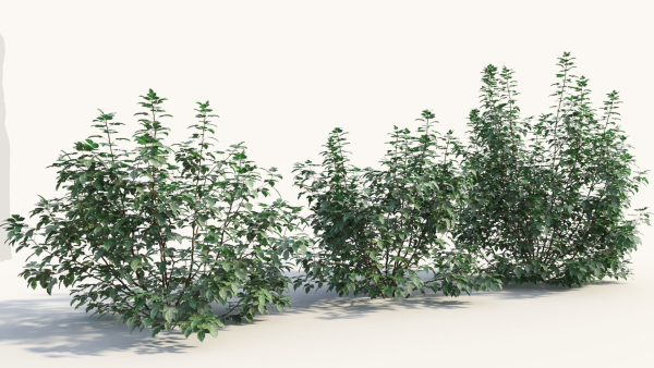 Rhus aromatica c