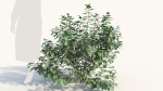 Rhus aromatica c