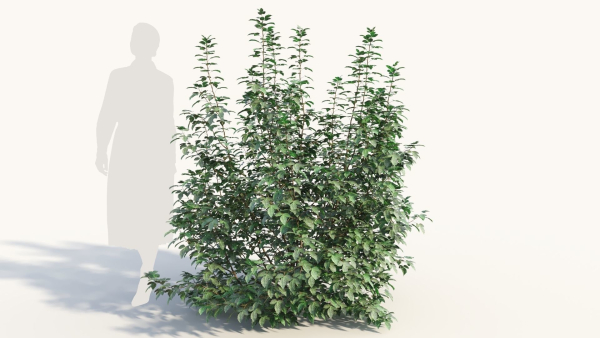 Rhus aromatica c