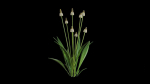 Ribwort plantain flower