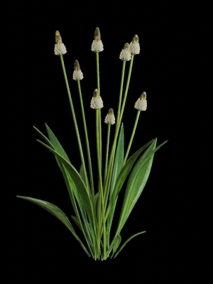 ribwort-plantain-flower-3d-model-obj-fbx-blend-dae