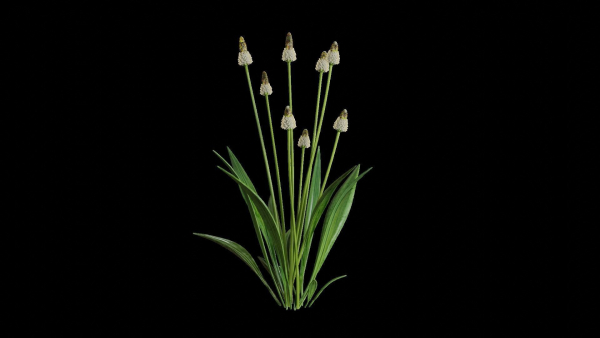 Ribwort plantain flower