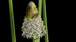 Ribwort plantain flower