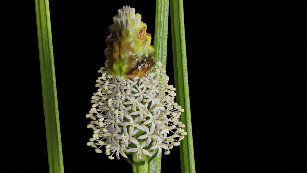 Ribwort plantain flower