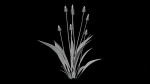 Ribwort plantain flower