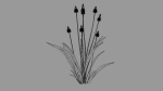 Ribwort plantain flower