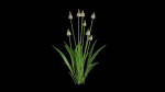 Ribwort plantain flower