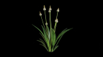 Ribwort plantain flower