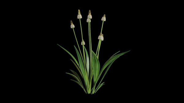 Ribwort plantain flower