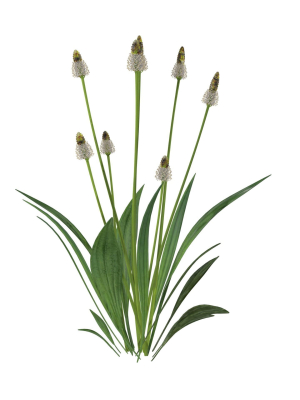 Ribwort plantain flower