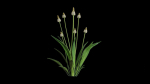 Ribwort plantain flower