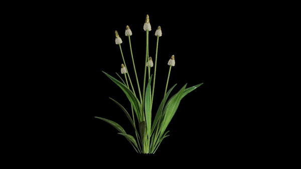 Ribwort plantain flower