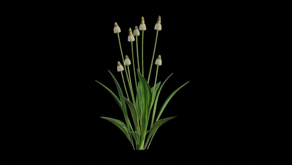 Ribwort plantain flower
