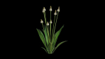 Ribwort plantain flower