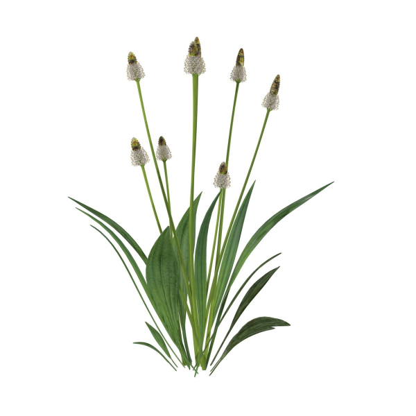 Ribwort plantain flower