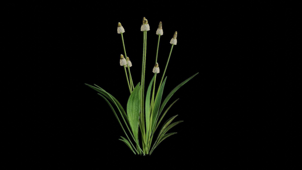 Ribwort plantain flower